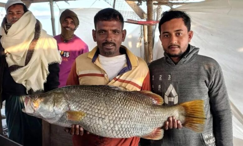 জেলের-জালে-বিশাল-আকৃতির-কোরাল,-১০-হাজার-টাকায়-বিক্রি