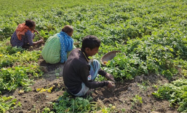 আলু-চাষের-দেনা-পরিশোধ-নিয়ে-দুশ্চিন্তায়-ঠাকুরগাঁওয়ের-কৃষকরা